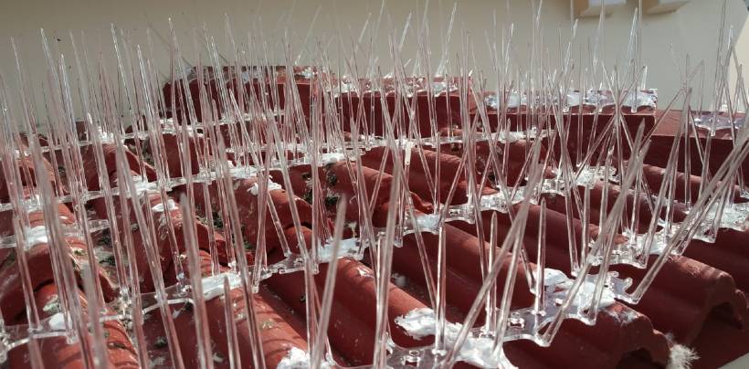 Bird Spikes & Pigeon Spikes In Hyderabad | Call 8074600279 Service in Mysore