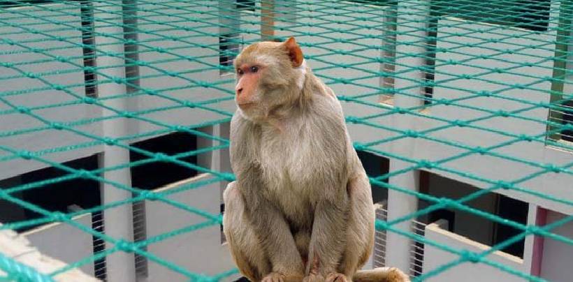 Monkey Safety Nets In Hyderabad | Call 8074600279 For Net Fixing